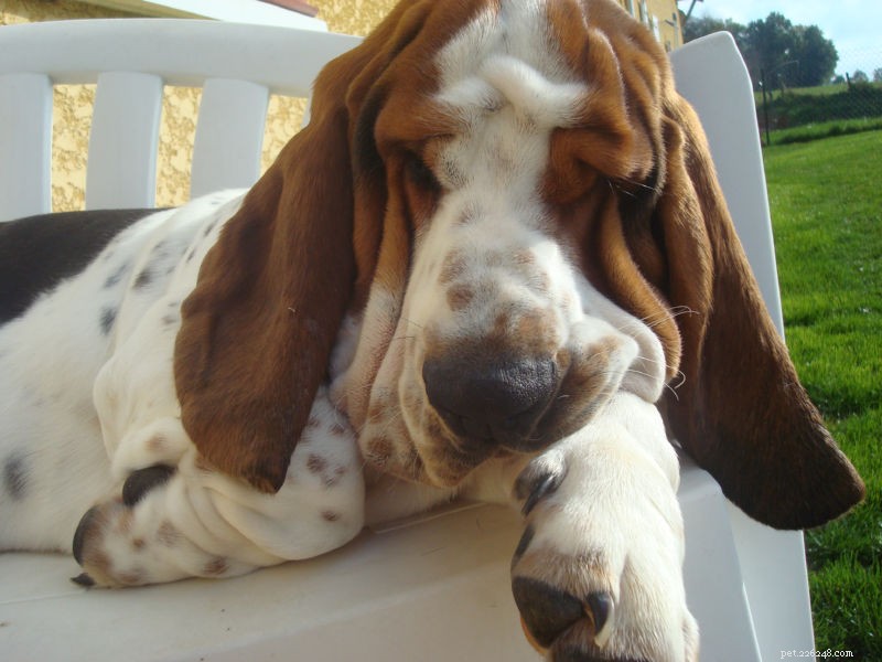 5 Essential Facts Every Basset Hound Owner Should Know