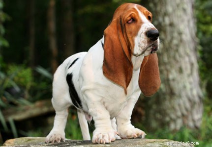 5 Essential Facts Every Basset Hound Owner Should Know