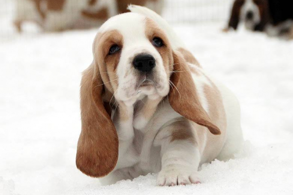 5 Essential Facts Every Basset Hound Owner Should Know
