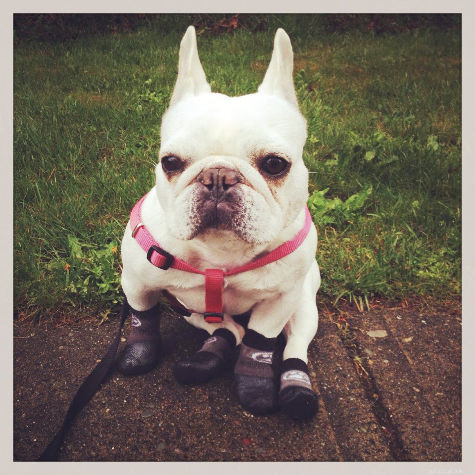 Keep Your Pets Warm and Safe This Winter: Expert Tips & Cozy Gear