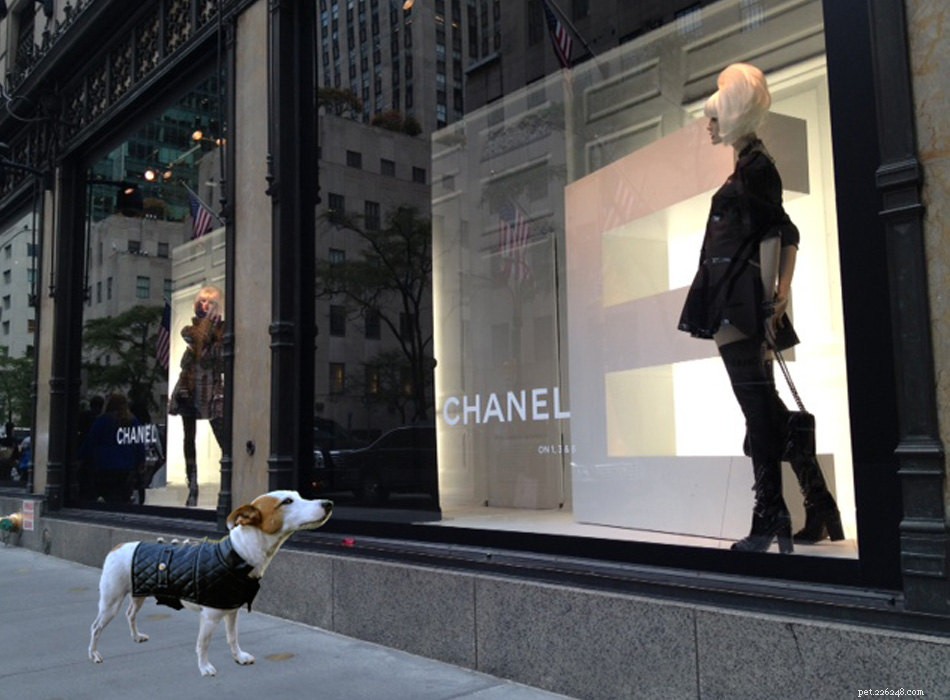 Keep Your Pets Warm and Safe This Winter: Expert Tips & Cozy Gear
