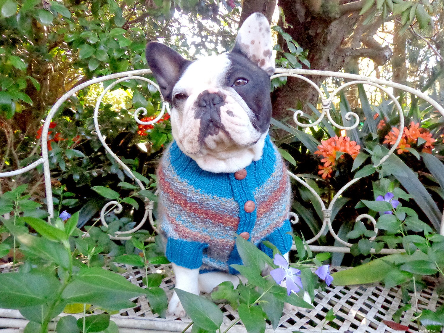 Keep Your Pets Warm and Safe This Winter: Expert Tips & Cozy Gear