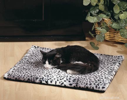 Keep Your Pets Warm and Safe This Winter: Expert Tips & Cozy Gear