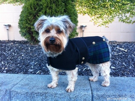 Keep Your Pets Warm and Safe This Winter: Expert Tips & Cozy Gear