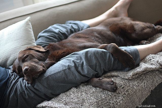 Keep Your Pets Warm and Safe This Winter: Expert Tips & Cozy Gear