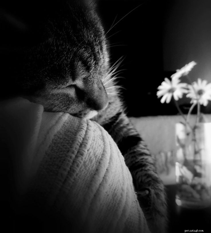 Keep Your Pets Warm and Safe This Winter: Expert Tips & Cozy Gear