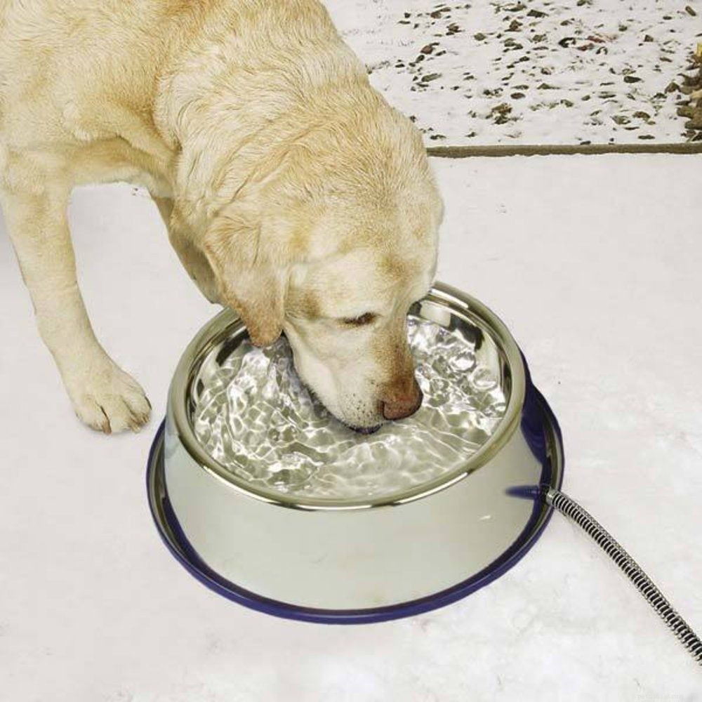 Keep Your Pets Warm and Safe This Winter: Expert Tips & Cozy Gear