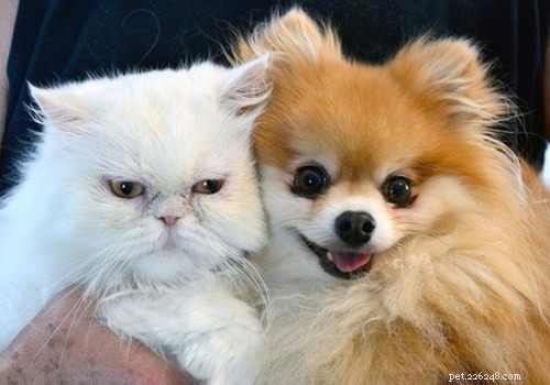 25 Dog Breeds That Get Along With Cats