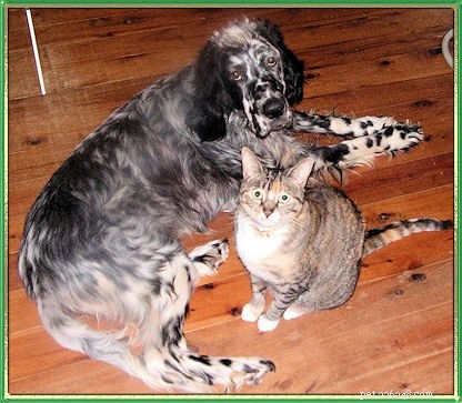 25 Dog Breeds That Get Along With Cats