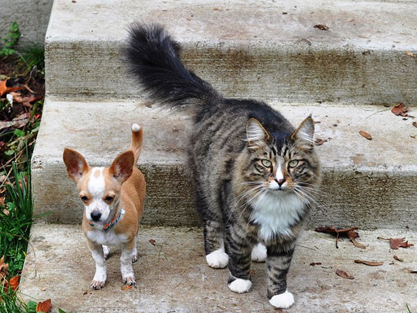 25 Dog Breeds That Get Along With Cats