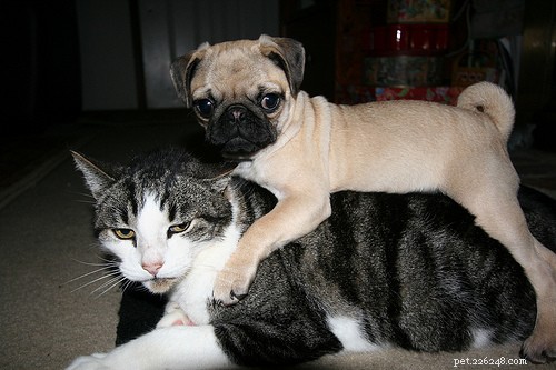 25 Dog Breeds That Get Along With Cats
