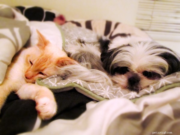 25 Dog Breeds That Get Along With Cats