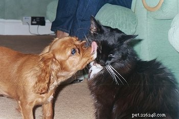 25 Dog Breeds That Get Along With Cats