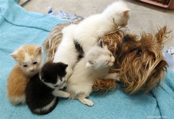 25 Dog Breeds That Get Along With Cats