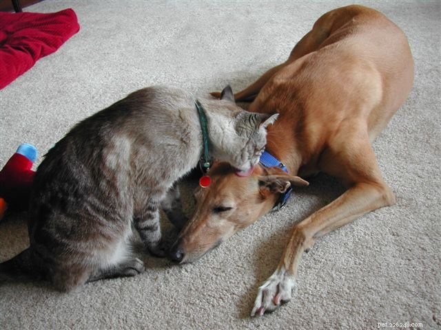 25 Dog Breeds That Get Along With Cats