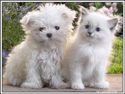 25 Dog Breeds That Get Along With Cats