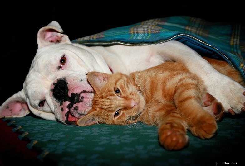 25 Dog Breeds That Get Along With Cats