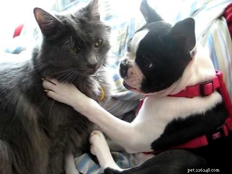 25 Dog Breeds That Get Along With Cats