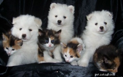 25 Dog Breeds That Get Along With Cats