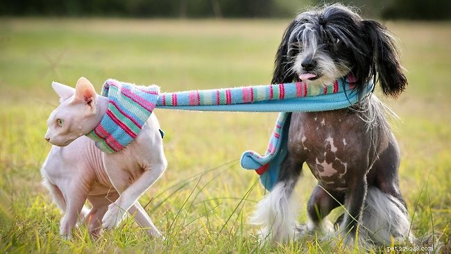25 Dog Breeds That Get Along With Cats