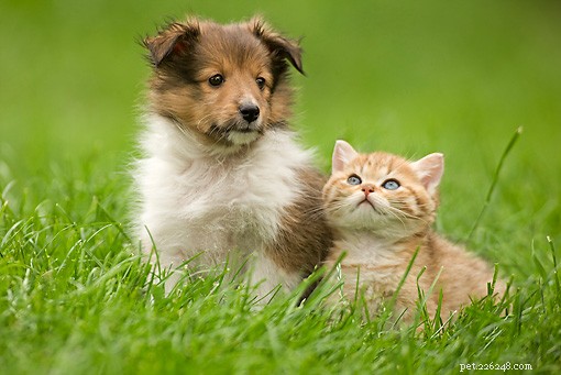 25 Dog Breeds That Get Along With Cats
