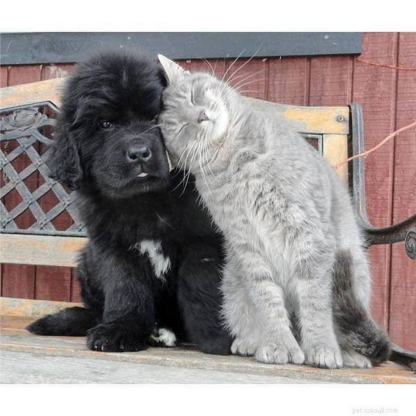 25 Dog Breeds That Get Along With Cats