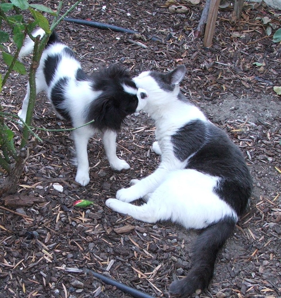 25 Dog Breeds That Get Along With Cats