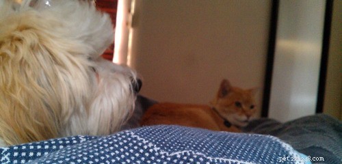 25 Dog Breeds That Get Along With Cats