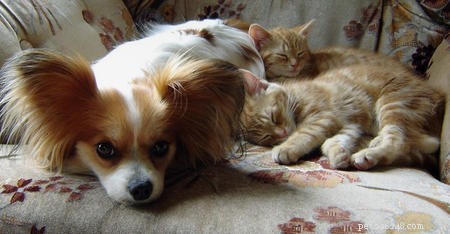 25 Dog Breeds That Get Along With Cats
