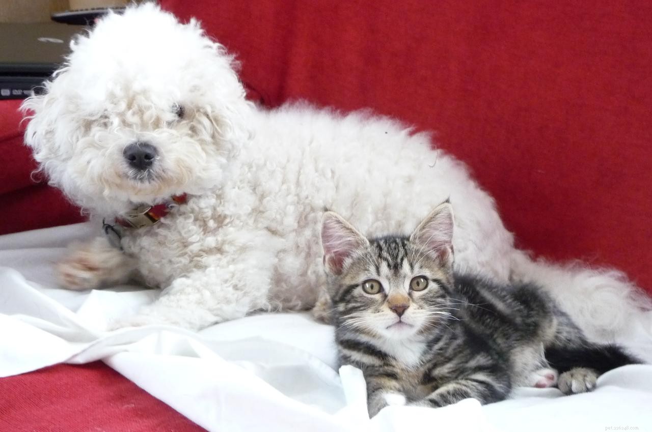 25 Dog Breeds That Get Along With Cats