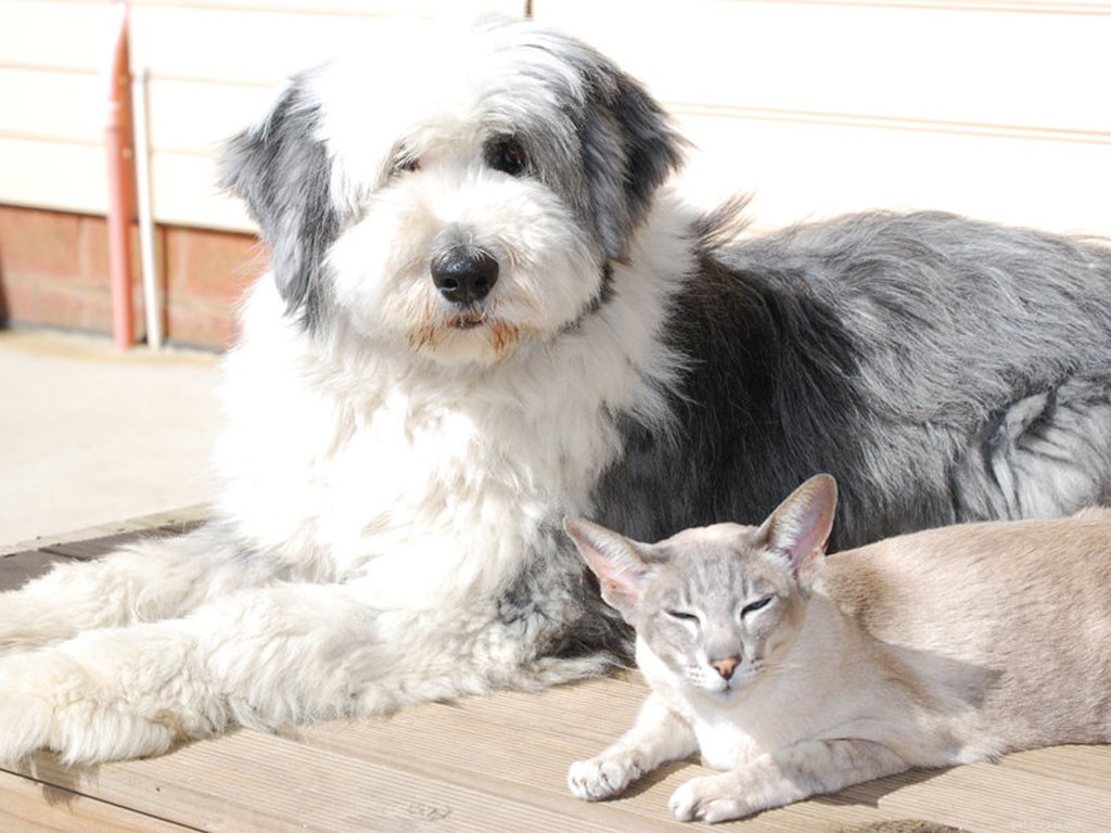 25 Dog Breeds That Get Along With Cats