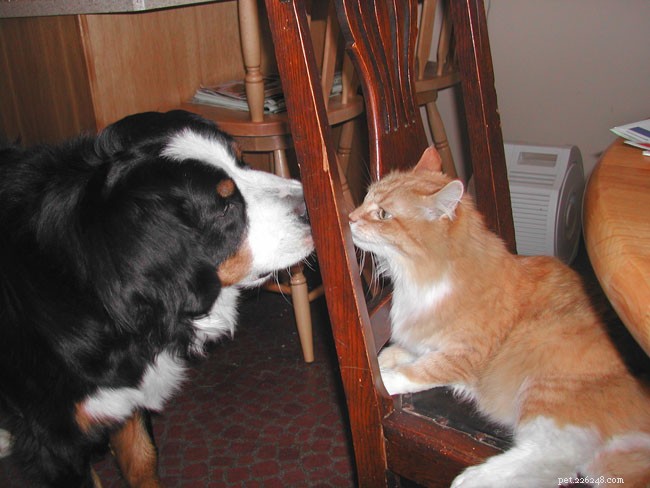 25 Dog Breeds That Get Along With Cats