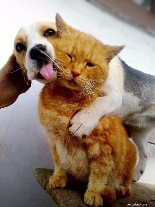 25 Dog Breeds That Get Along With Cats