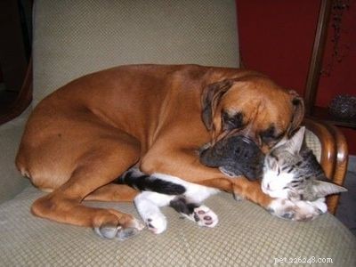 25 Dog Breeds That Get Along With Cats