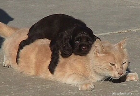 25 Dog Breeds That Get Along With Cats