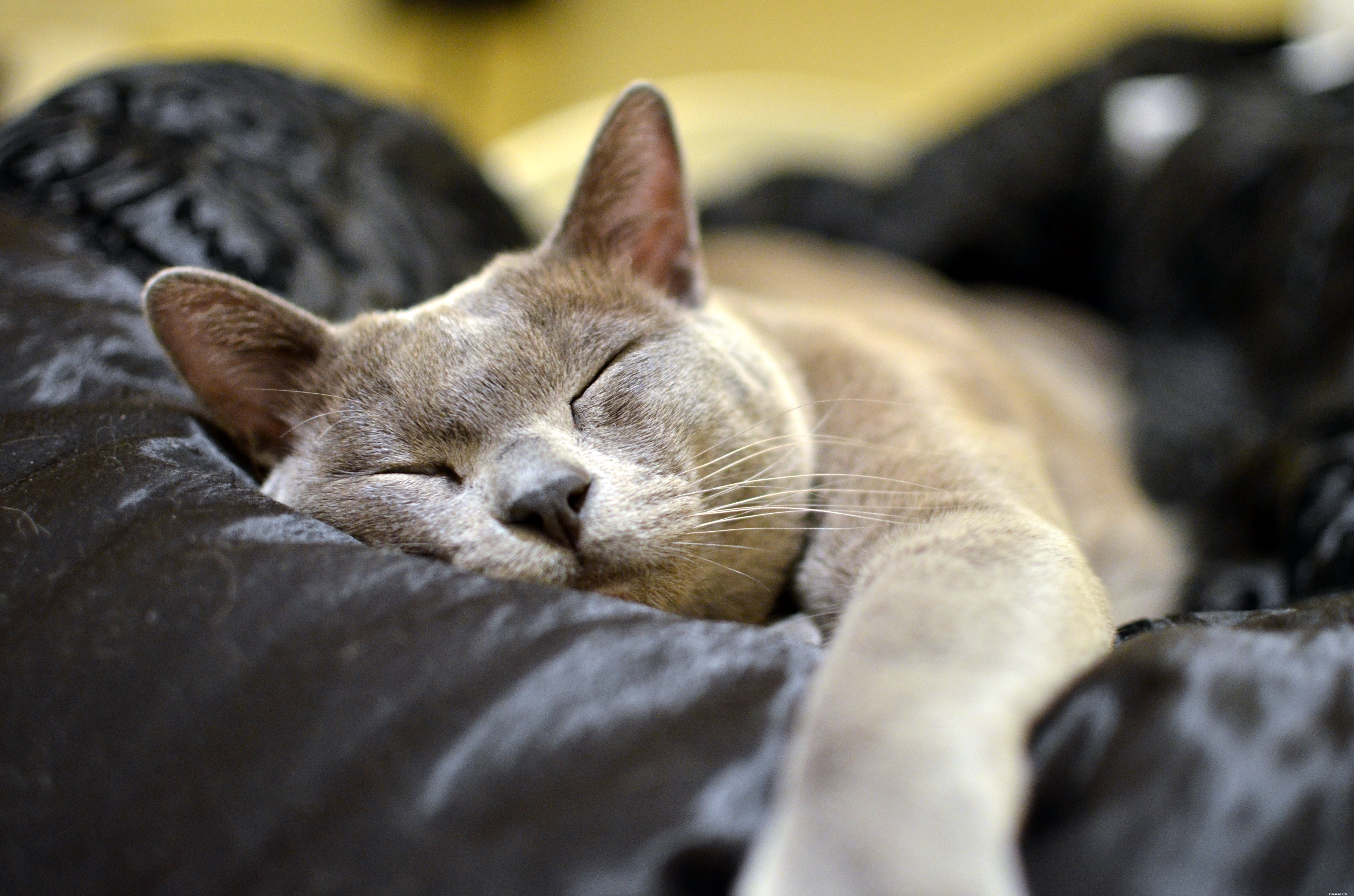 Top 10 Cat Breeds for Affectionate Companionship