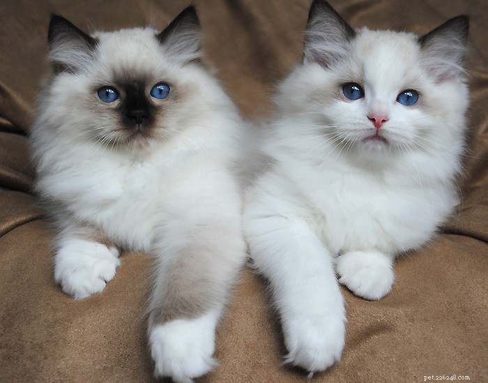 Top 10 Cat Breeds for Affectionate Companionship