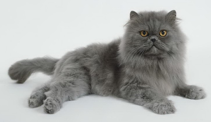 Top 10 Cat Breeds for Affectionate Companionship
