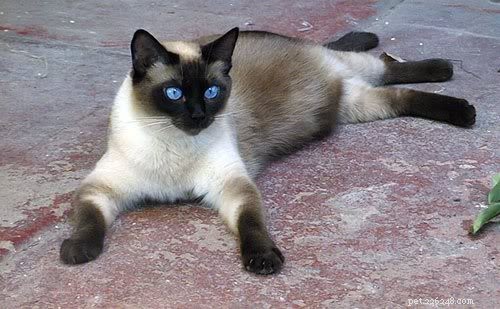 Top 10 Cat Breeds for Affectionate Companionship
