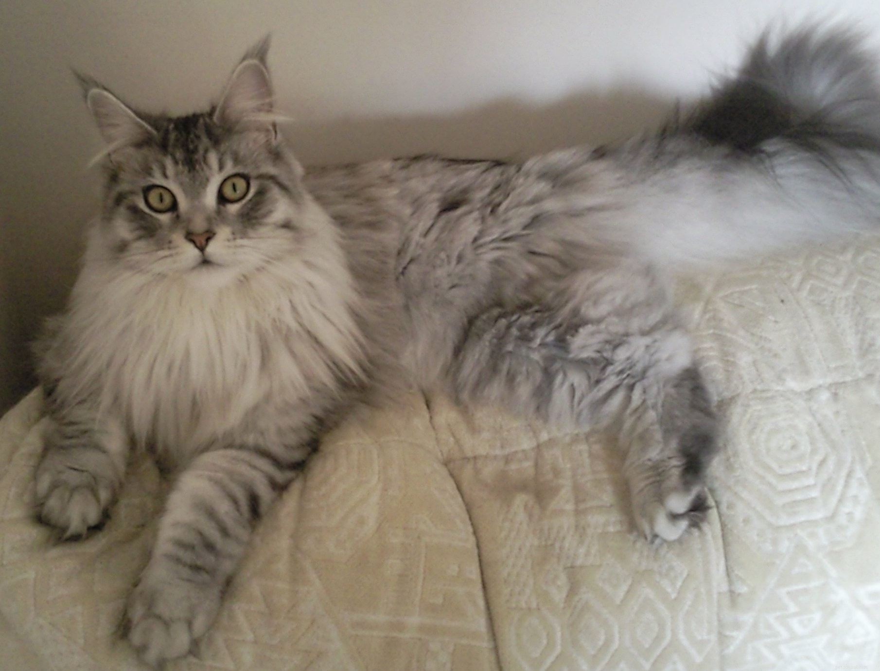 Top 10 Cat Breeds for Affectionate Companionship