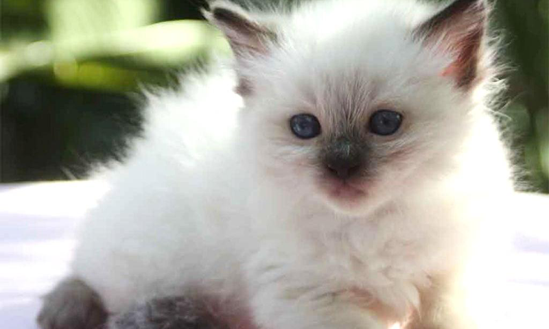 Top 10 Cat Breeds for Affectionate Companionship