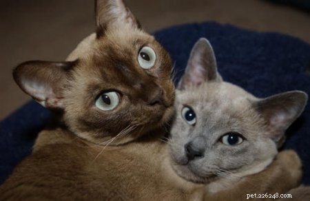 Top 10 Cat Breeds for Affectionate Companionship
