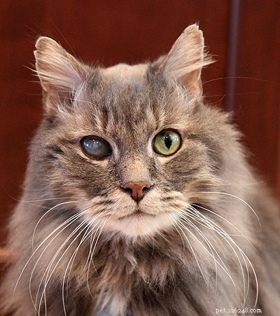 How to Care for Your Senior Cat: A Comprehensive Guide