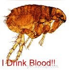 Know Your Enemy: Proven Strategies for Flea Control