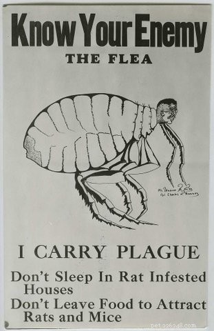 Know Your Enemy: Proven Strategies for Flea Control