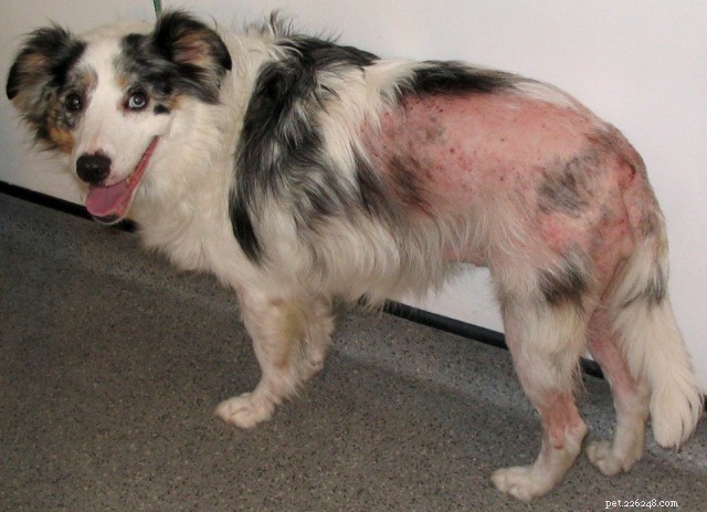 Know Your Enemy: Proven Strategies for Flea Control