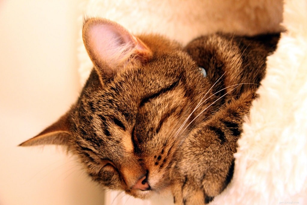 How to Ensure Your Dogs & Cats Sleep Soundly Every Night
