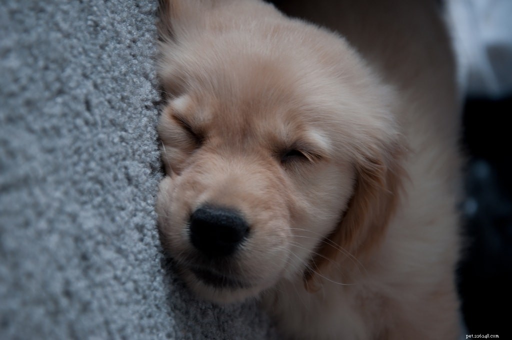 How to Ensure Your Dogs & Cats Sleep Soundly Every Night