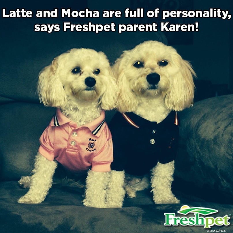 Discover the Stories Behind Your Pet s Name