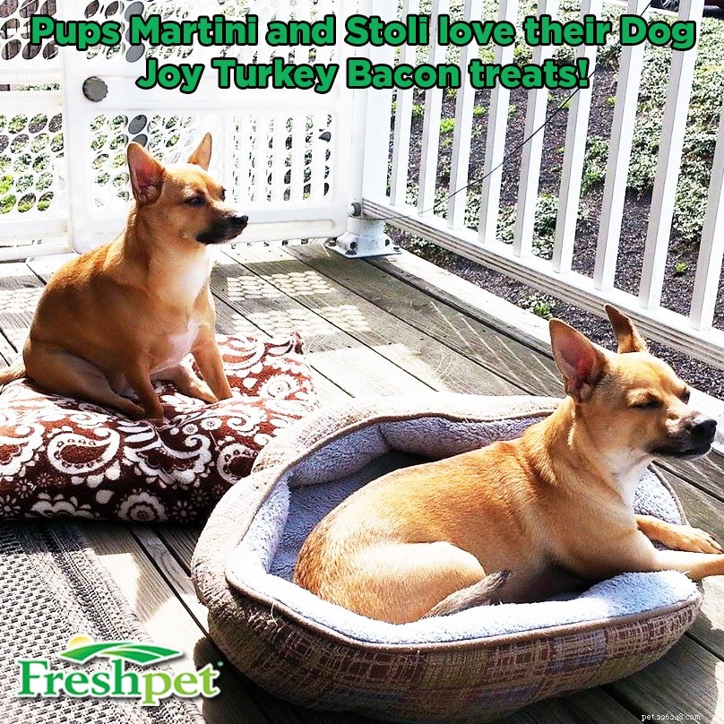 Discover the Stories Behind Your Pet s Name